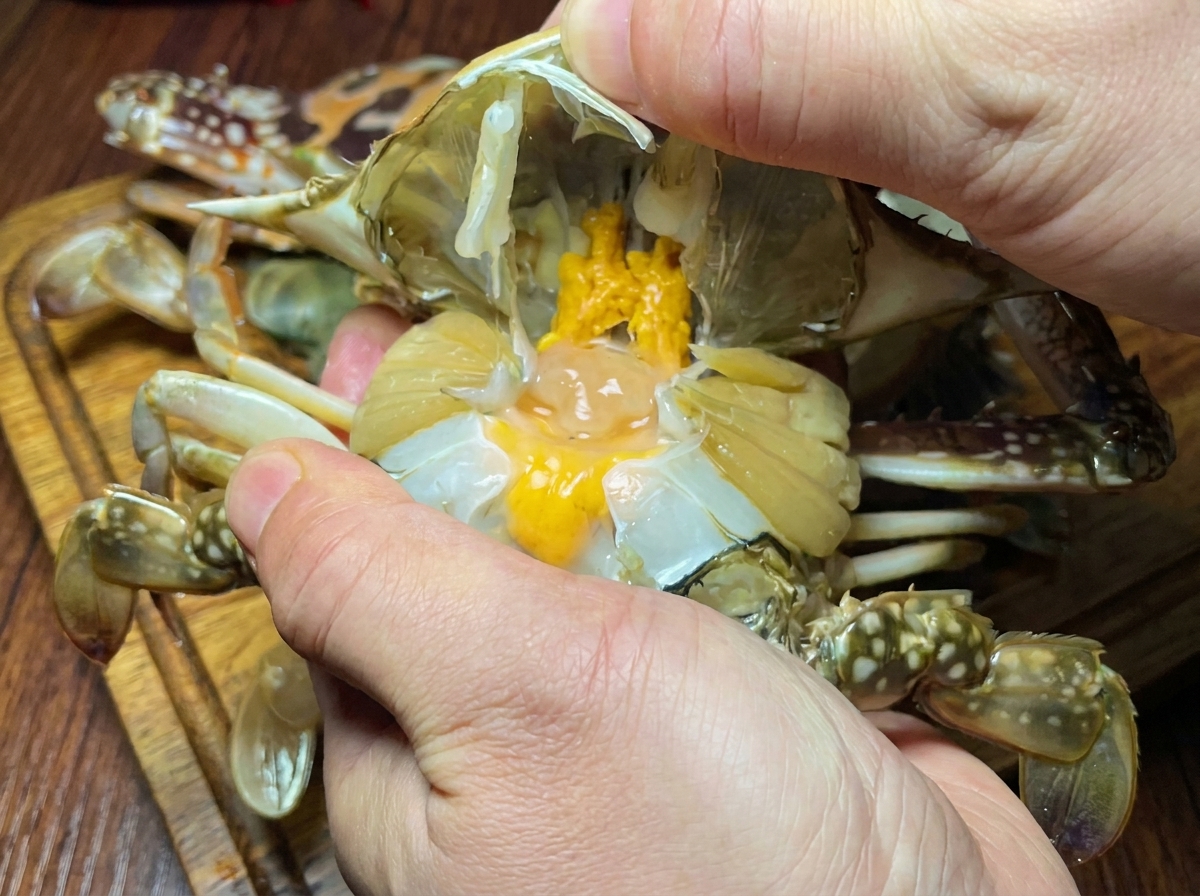 Vue de près de mains nettoyant un crabe cru en retirant sa carapace et ses branchies.