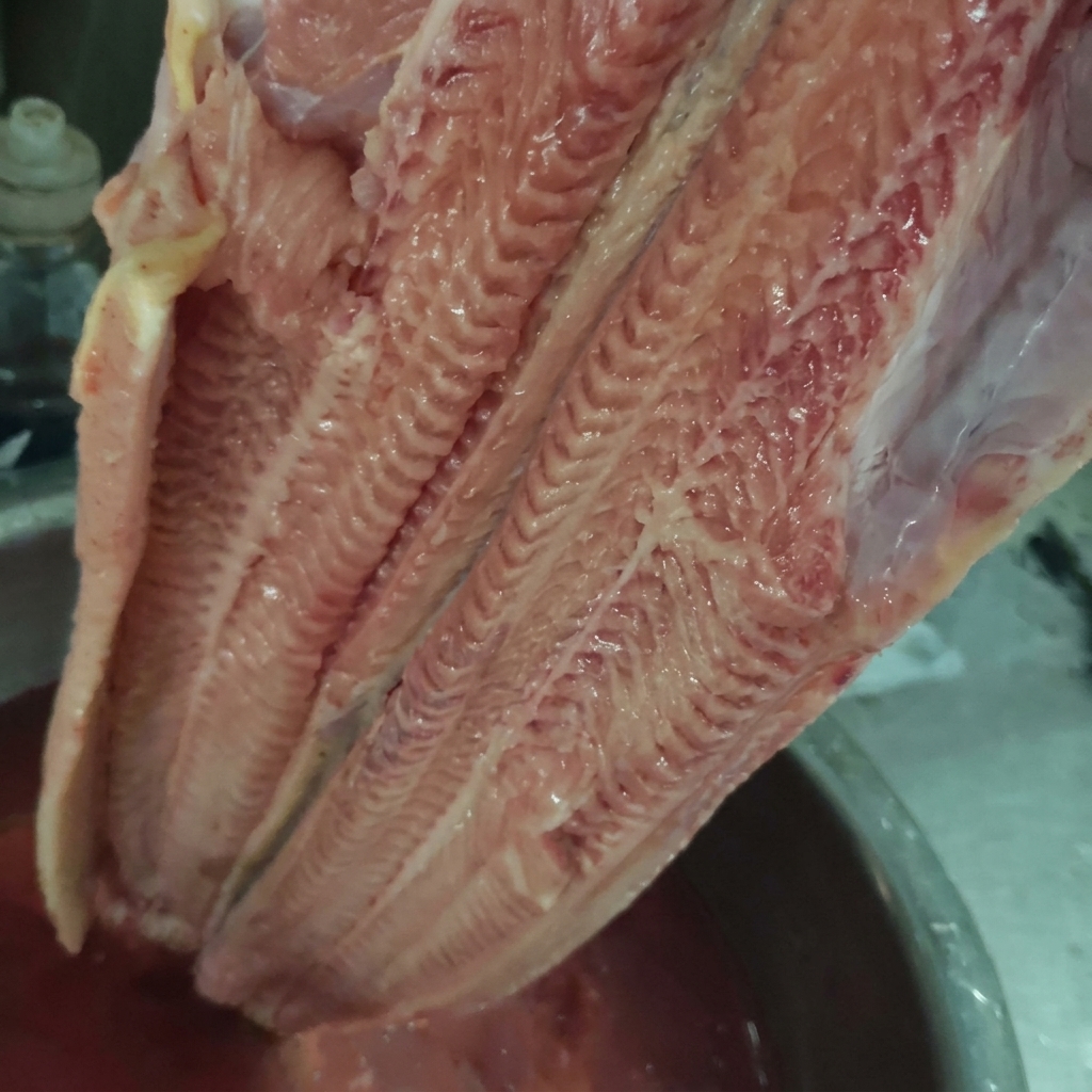 Un gros morceau de poisson-chat cru retiré dun bol deau légèrement teintée de rouge.