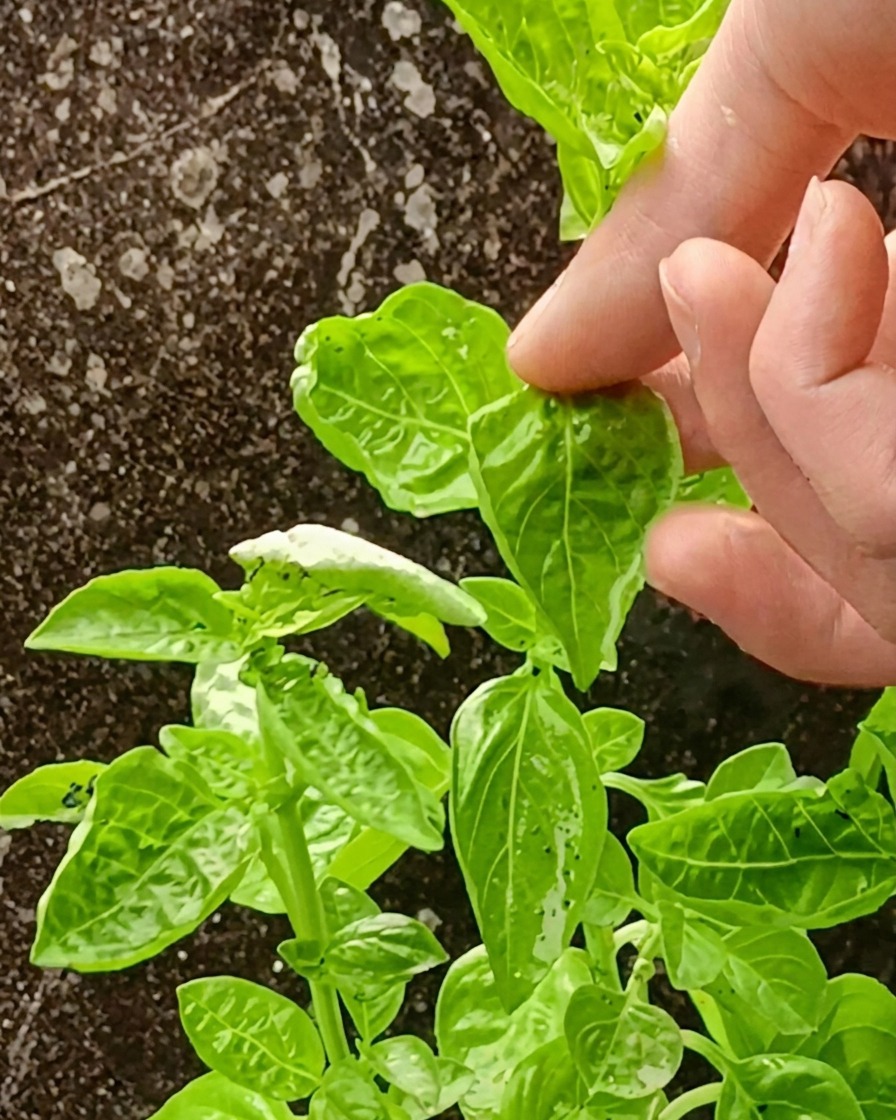Une sauce verte onctueuse au basilic et à lavocat dans un mixeur.