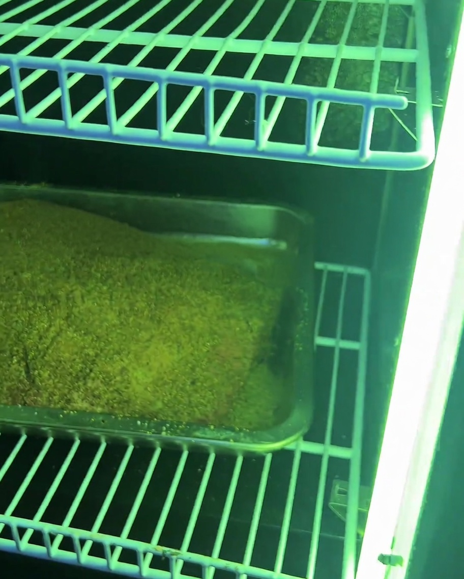 La poitrine marinée reposant sur les grilles dun fumoir, prête pour la cuisson lente.