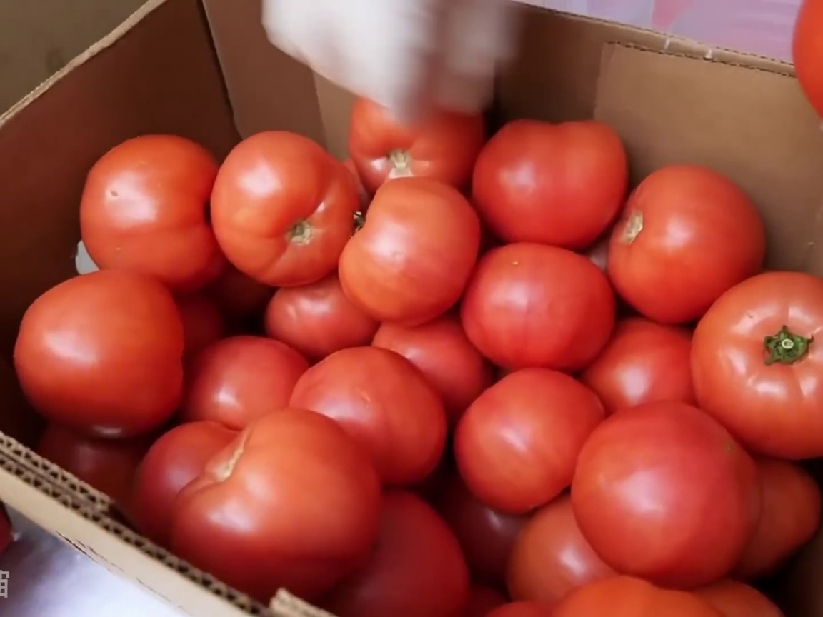 Tomates fraîches passant dans une trancheuse commerciale.