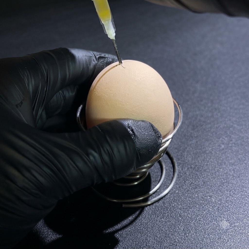 Une personne portant des gants noirs utilisant une seringue pour aspirer le liquide dun œuf cru par un petit trou sur le dessus.